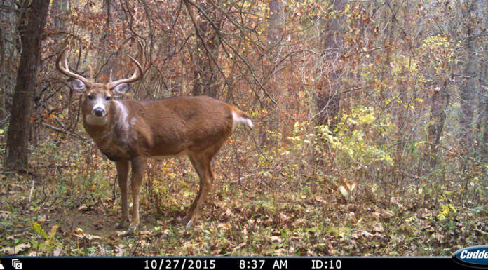 Cuddeback Cameras Buying Guide (2020) Trail Cameras Cuddeback Buying Guide