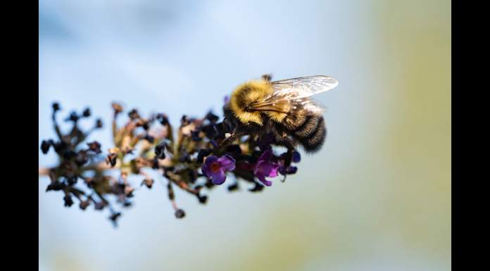 Sigma 105mm F/2.8 DG DN Art Lens Review | Sigma’s First Mirrorless Macro