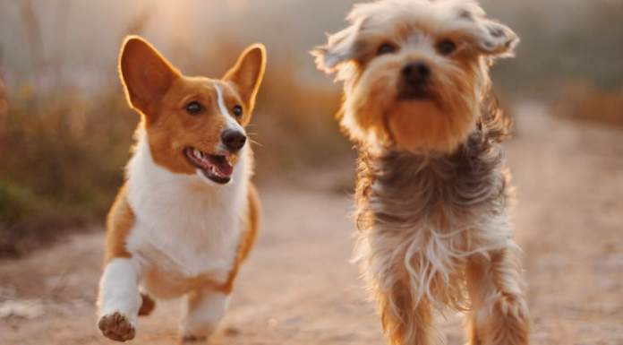 Pet Photography Ideas & Tips An example of pet photography